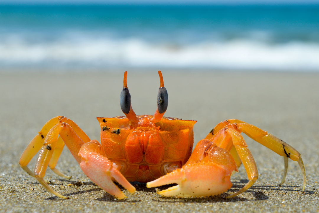 Local crabs scurry along the beaches!