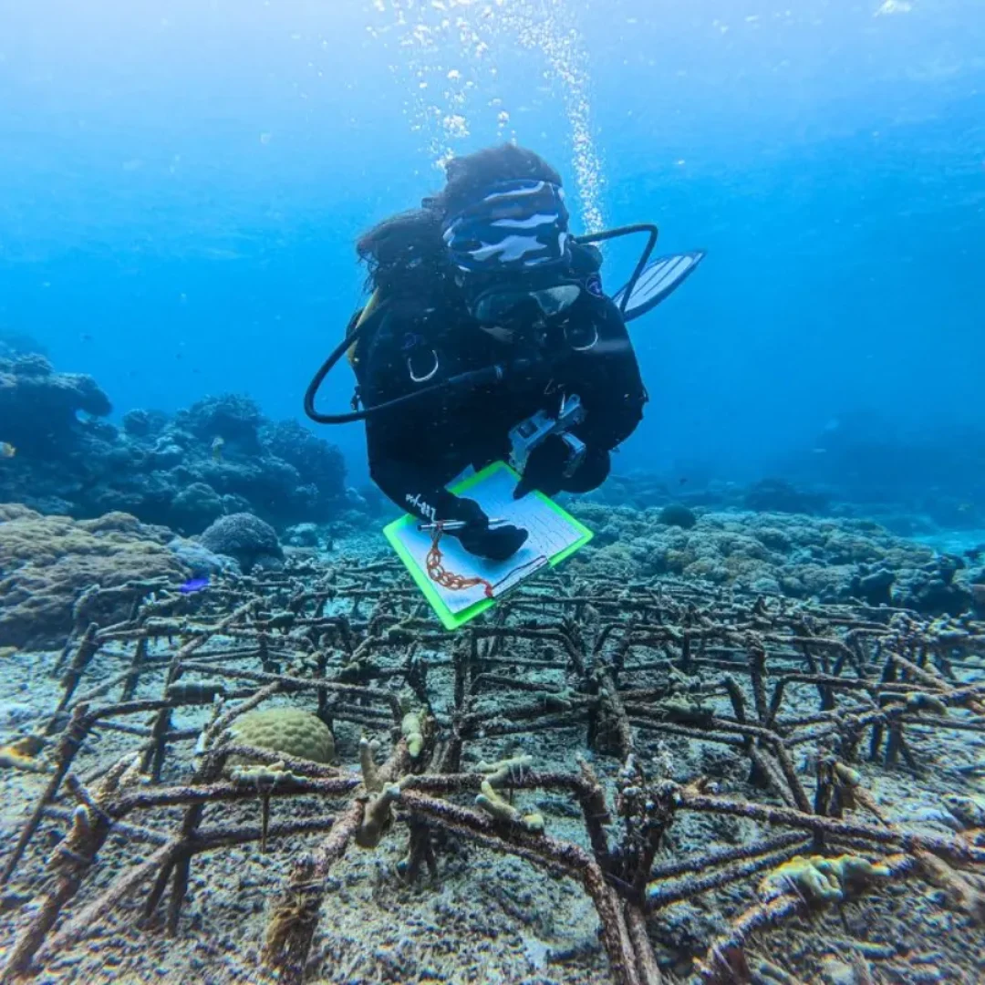 Mossy Earth Scuba Diver in Coral Garden