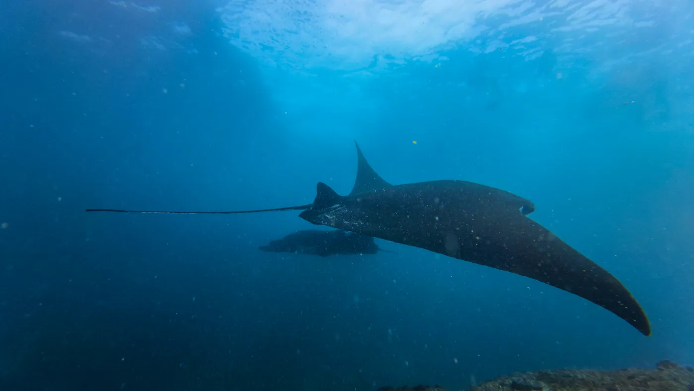 Bali & Nusa Lumebongan