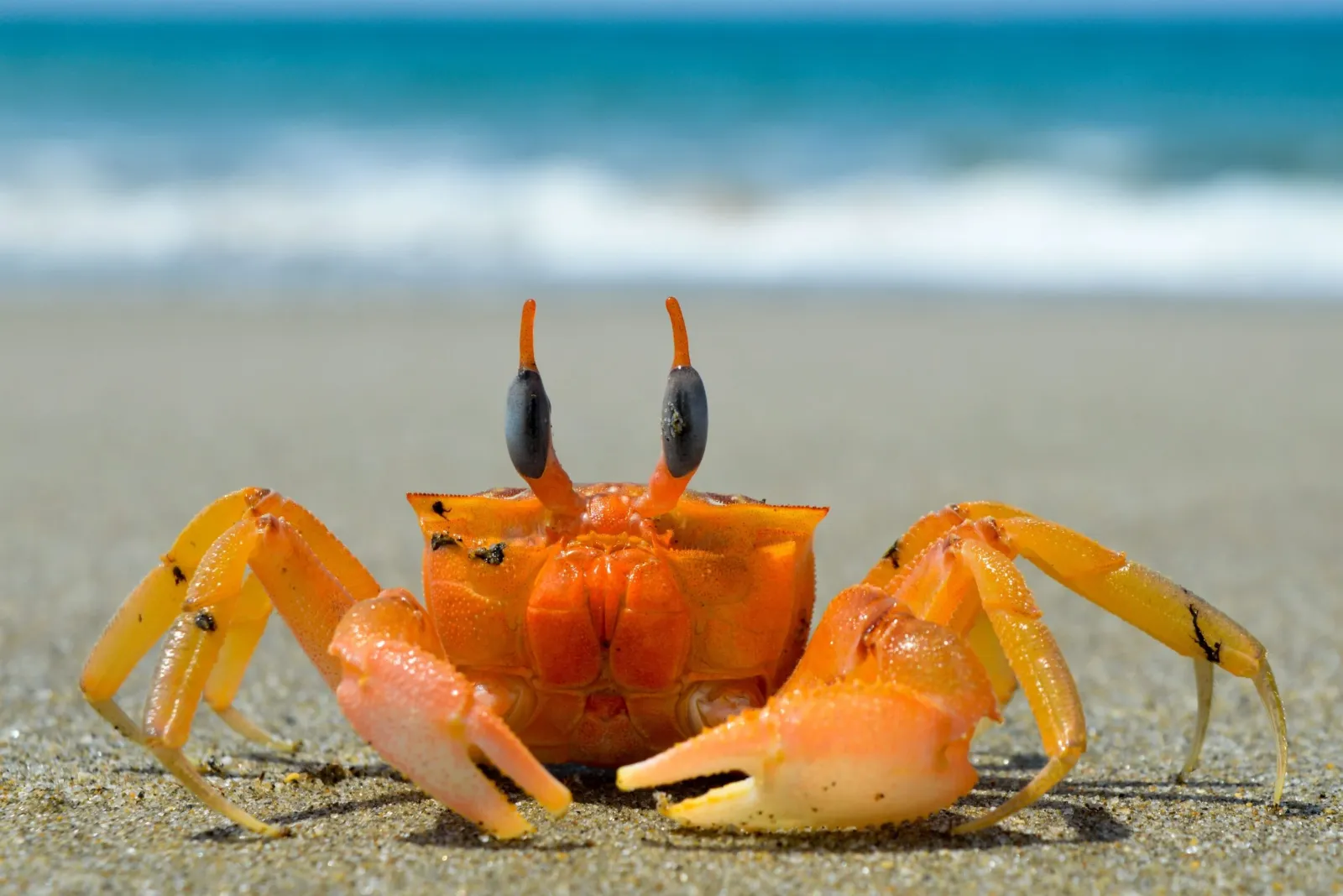 Barbados crab