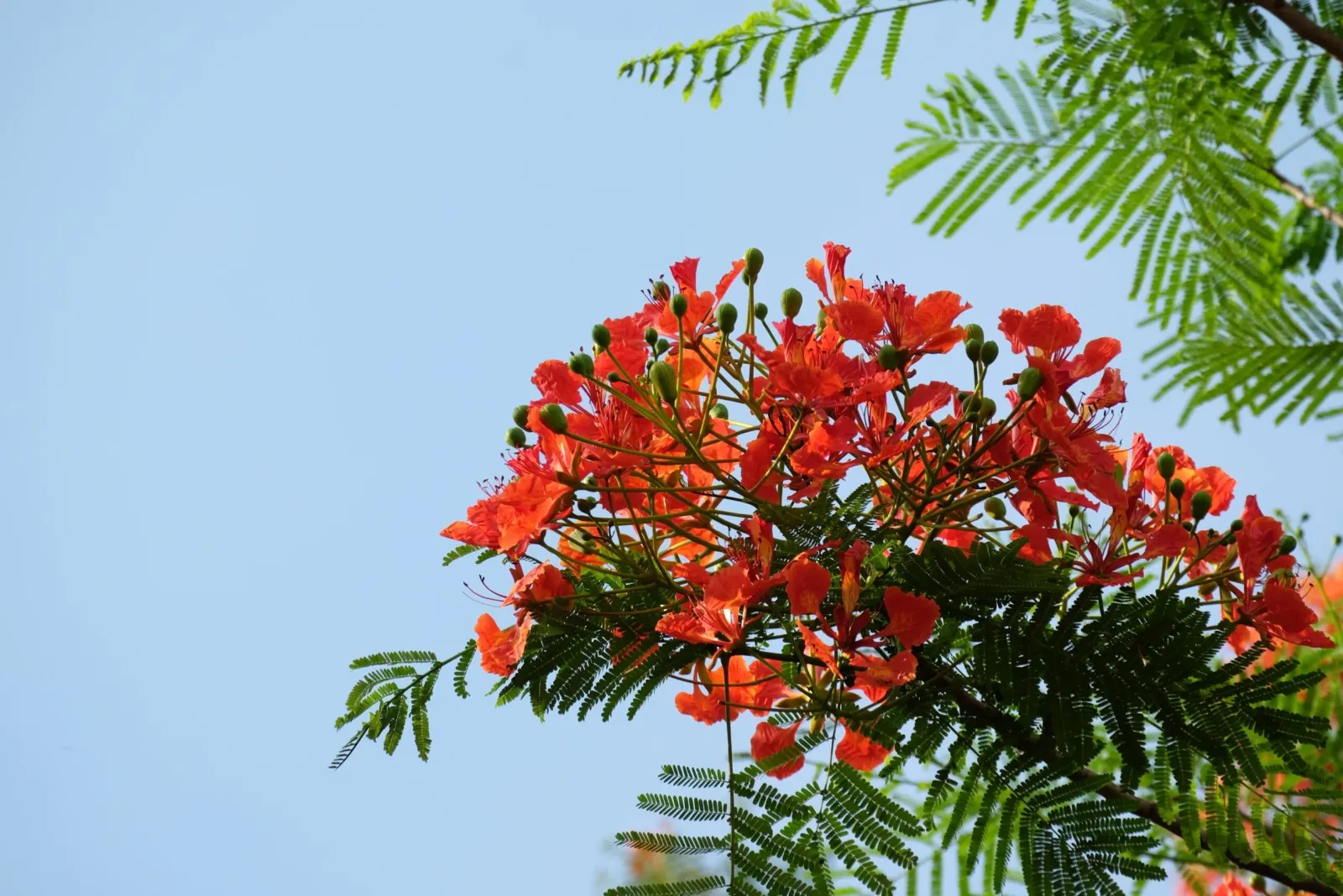 Barbados flowers