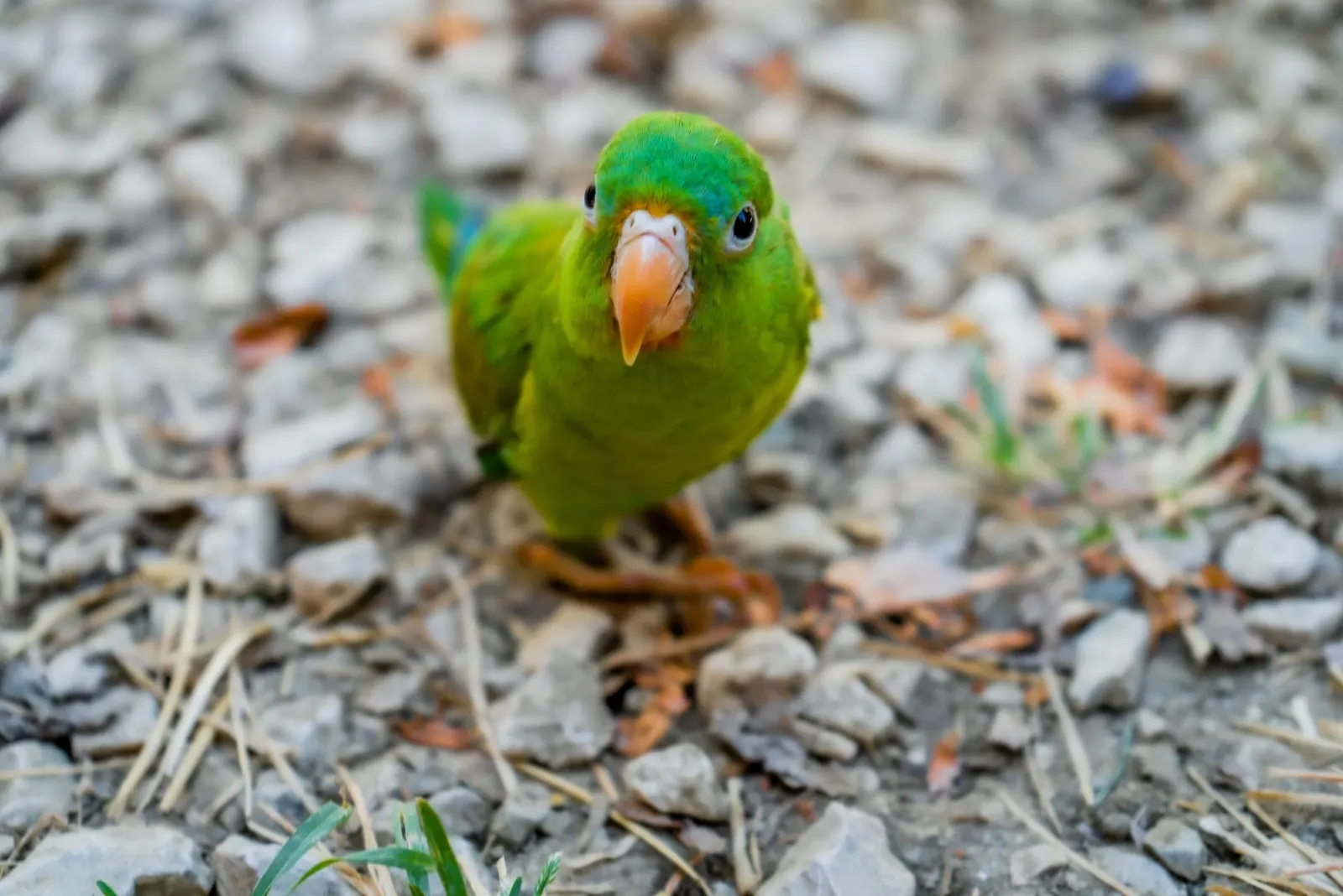 Costa Rica & Nicaragua Ladies Surf Trip