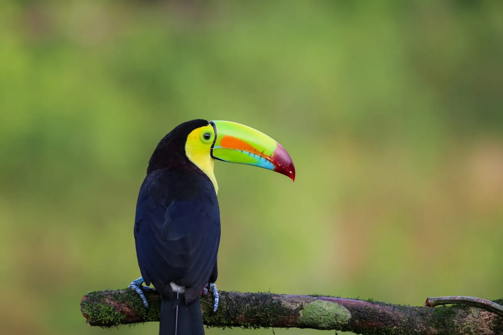 Costa Rica bird