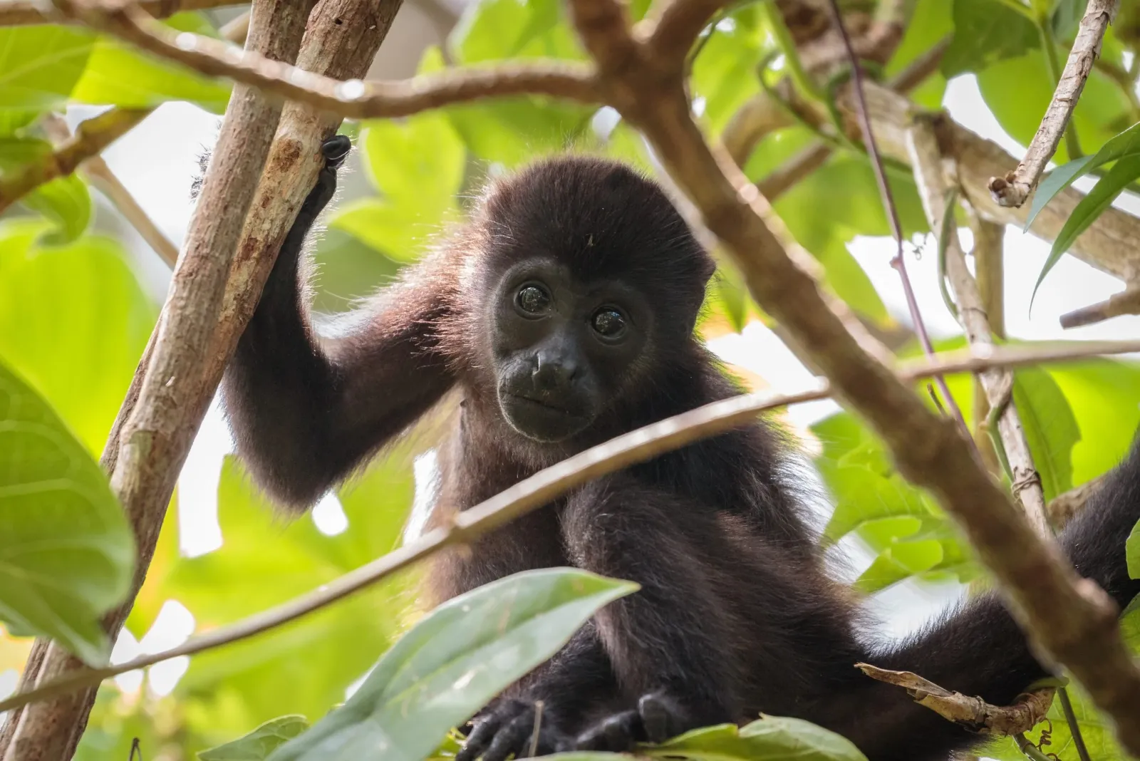 Costa Rica monkey
