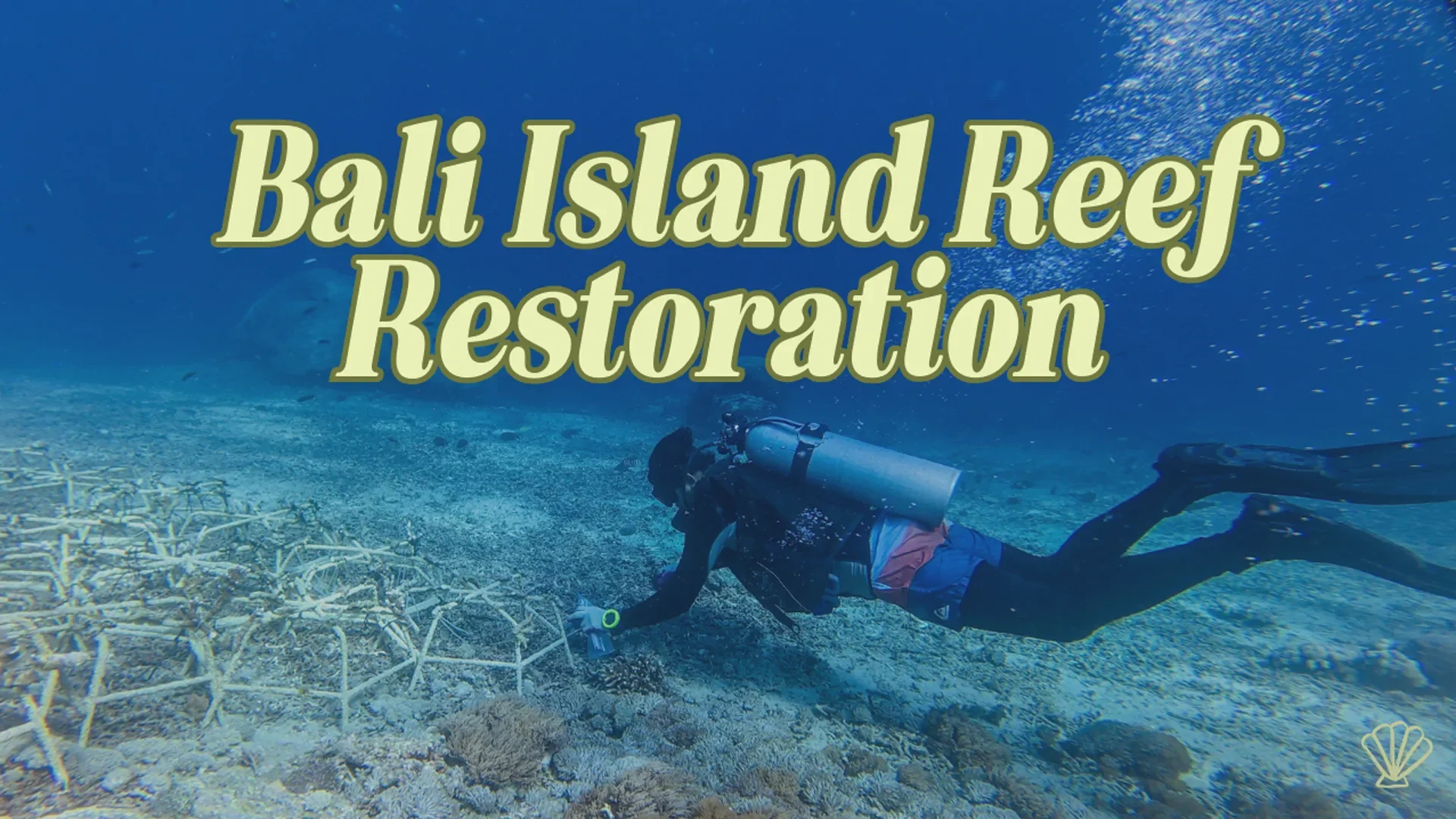 Bali Reef Restoration