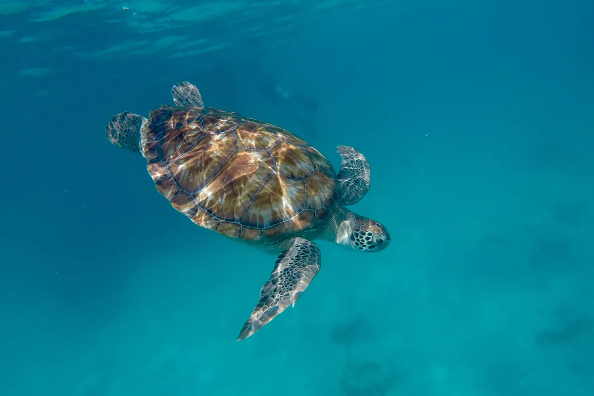 Longboarding Barbados Surf Retreats