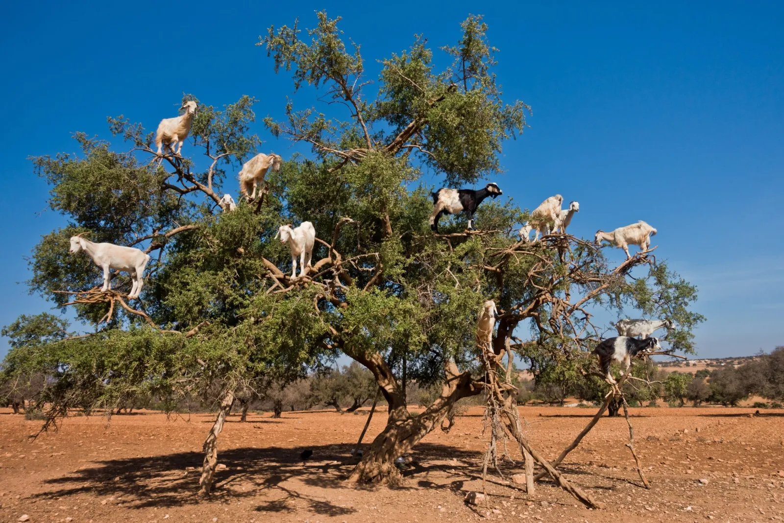Morocco nut bush