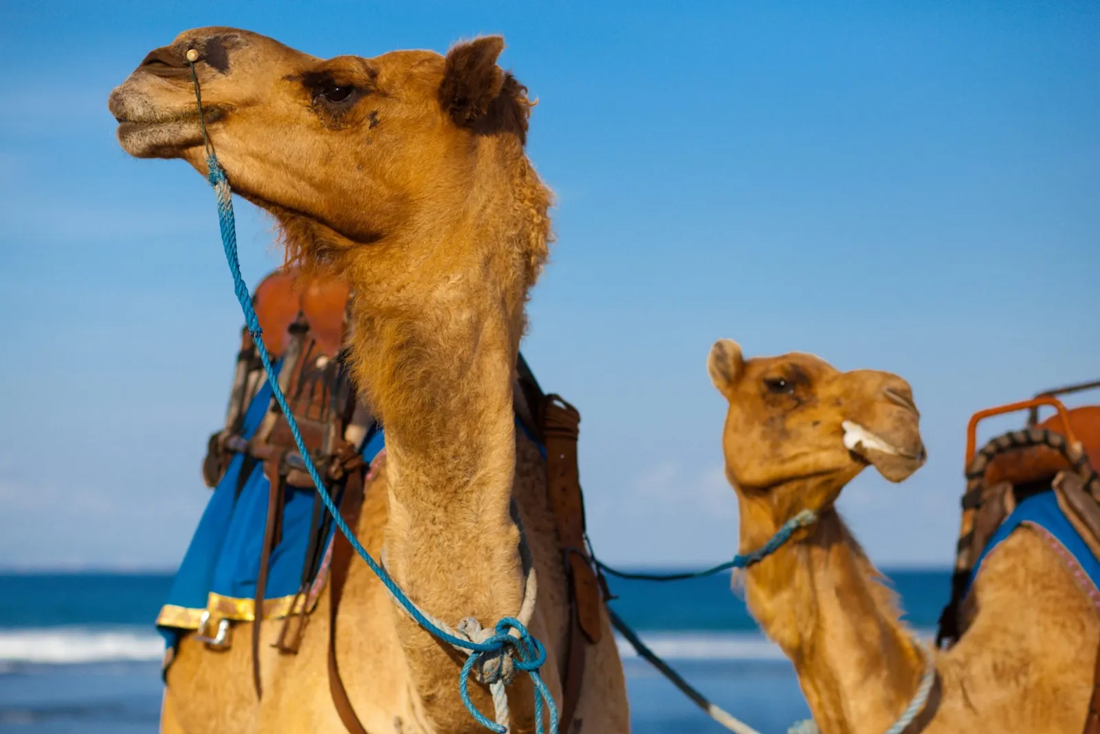 Secret Morocco Surf Camp camel