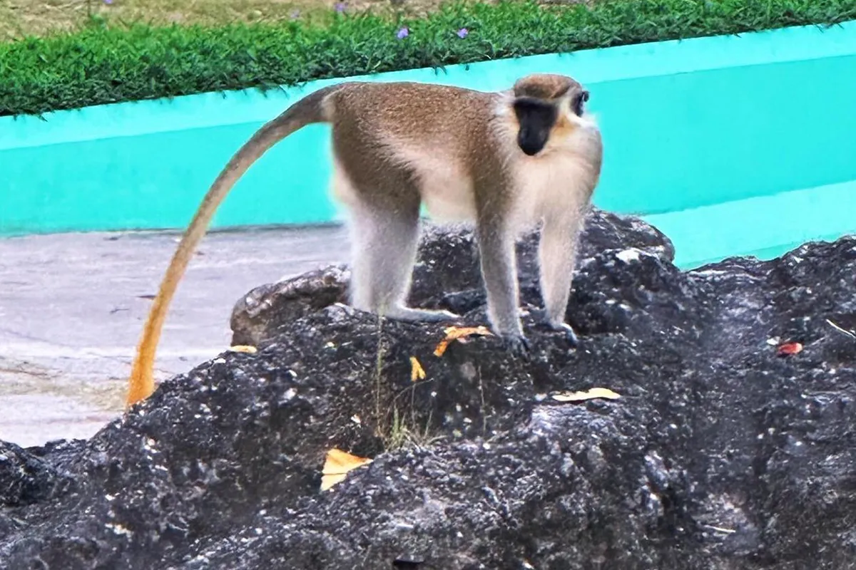 Monkey in Barbados